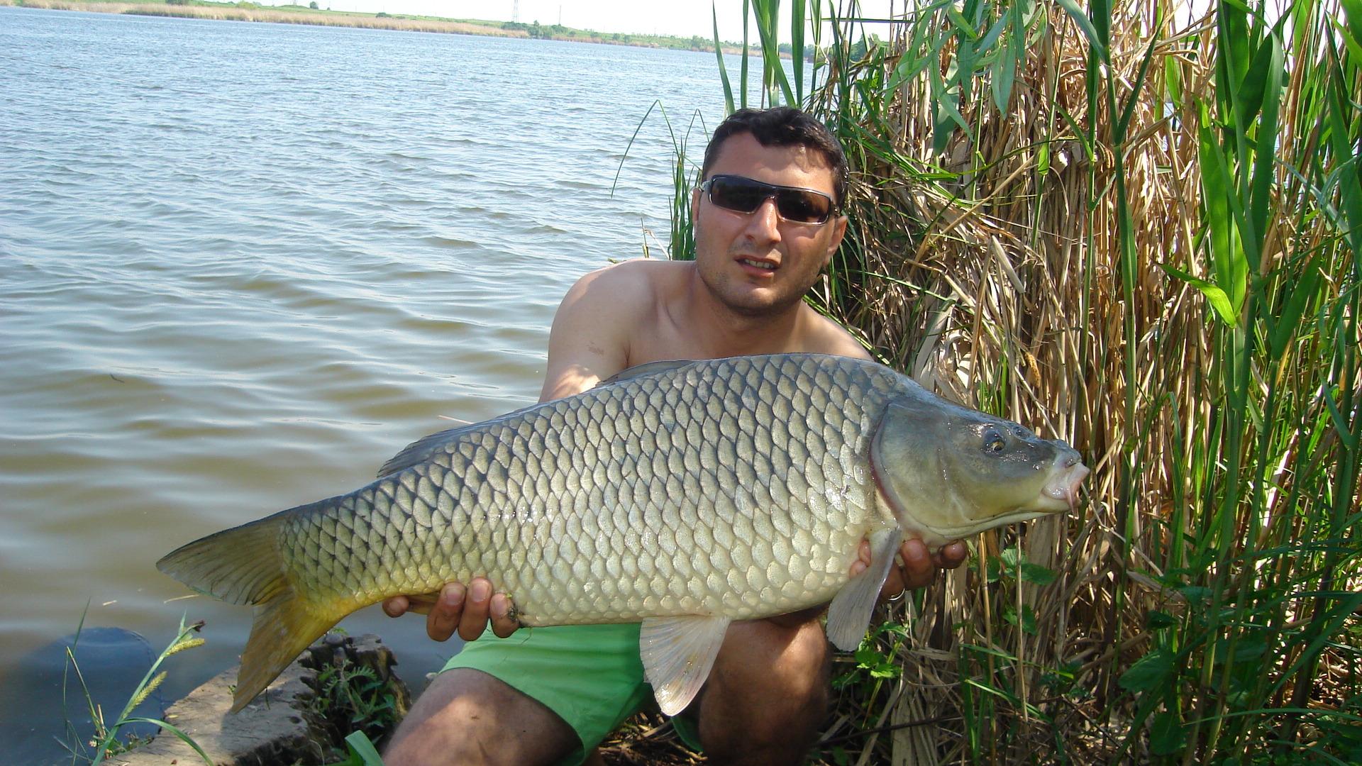 Tancabesti - Avicola